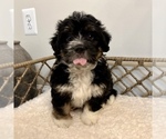 Small #3 Australian Mountain Dog