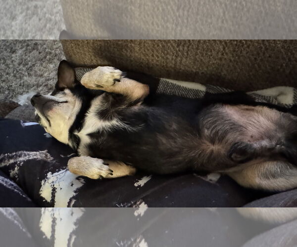 Medium Photo #5 Chihuahua Puppy For Sale in Westmont, IL, USA