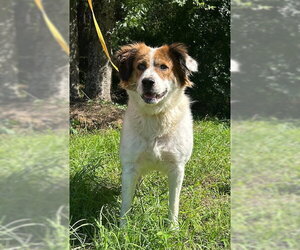 260532  Hildegard - Female Australian Shepherd-Unknown Mix Dog for Adoption - Photo #3