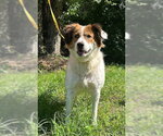 Small #2 Australian Shepherd Mix