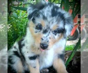 Australian Shepherd Puppy for sale in LINDEN, TN, USA