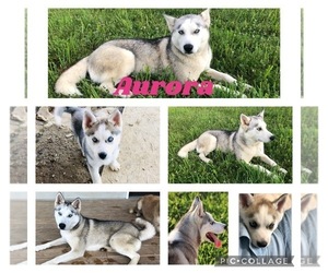Mother of the Siberian Husky puppies born on 08/24/2021