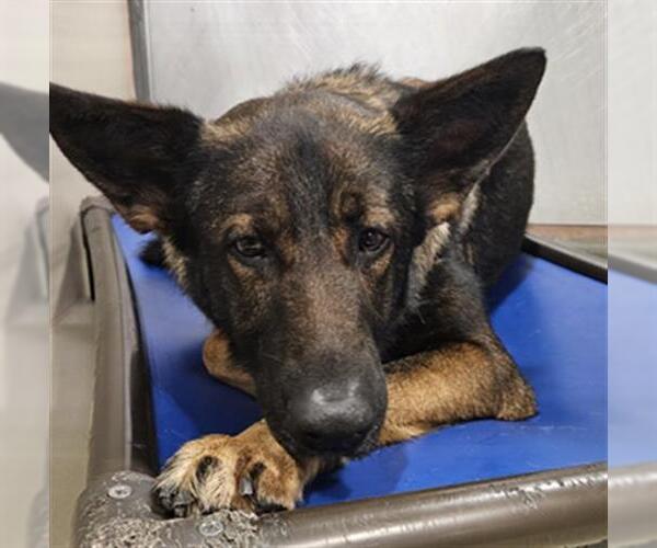 Medium Photo #1 German Shepherd Dog Puppy For Sale in Bakersfield, CA, USA