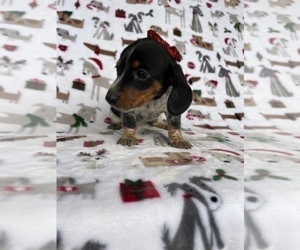 Medium Photo #3 Dachshund Puppy For Sale in LANCASTER, PA, USA