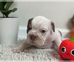 Small Photo #2 English Bulldog Puppy For Sale in JOHNS ISLAND, SC, USA