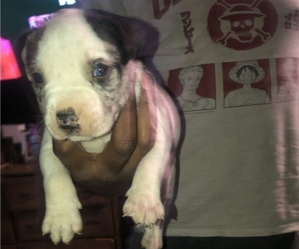 Medium Photo #1 American Bully Puppy For Sale in LANSFORD, PA, USA