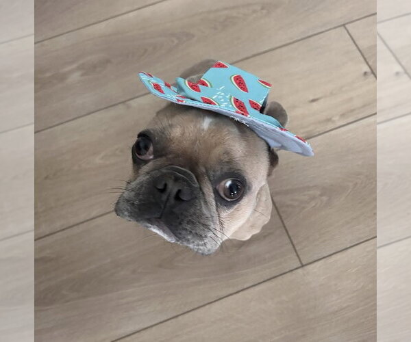 Medium Photo #4 French Bulldog Puppy For Sale in Spring Lake, NC, USA