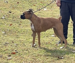 Mother of the Boxer puppies born on 06/01/2026