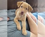 Small Photo #1 Labrador Retriever-Unknown Mix Puppy For Sale in Lakewood, CO, USA