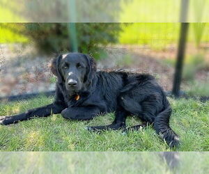 Mutt Dogs for adoption in Genesee, WI, USA