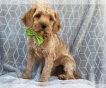 Small Photo #13 Cavapoo-Poodle (Miniature) Mix Puppy For Sale in LAKELAND, FL, USA