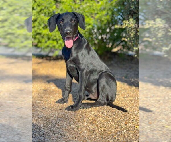 Medium Photo #5 Doberman Pinscher-Labrador Retriever Mix Puppy For Sale in PIPE CREEK, TX, USA