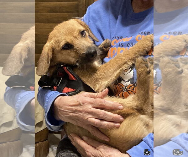 Medium Photo #2 Mutt Puppy For Sale in Euless, TX, USA