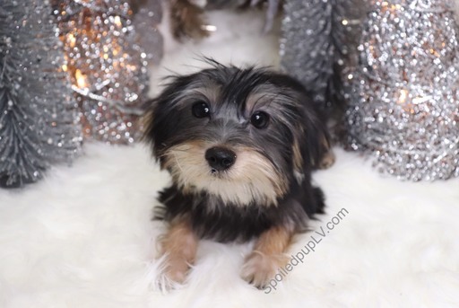 Medium Photo #2 Morkie Puppy For Sale in LAS VEGAS, NV, USA