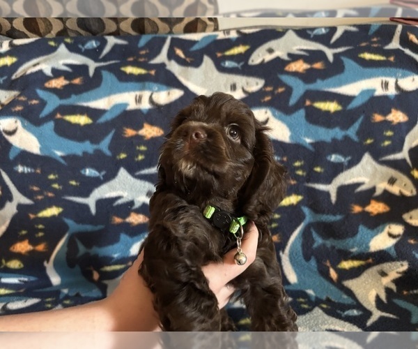 Medium Photo #26 Cocker Spaniel Puppy For Sale in COLBERT, GA, USA