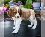 Small Photo #3 Brittany Puppy For Sale in WAKARUSA, IN, USA