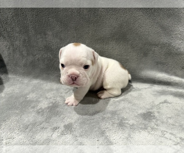 Medium Photo #28 English Bulldog Puppy For Sale in EVEREST, KS, USA