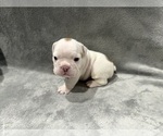 Small Photo #28 English Bulldog Puppy For Sale in EVEREST, KS, USA