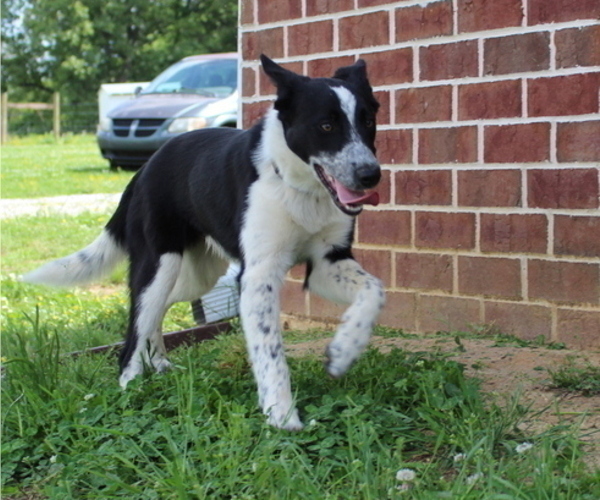 Medium Photo #1 Border Collie Puppy For Sale in BROWNSVILLE, TN, USA