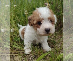 Cavachon Puppy for sale in PARKER, PA, USA