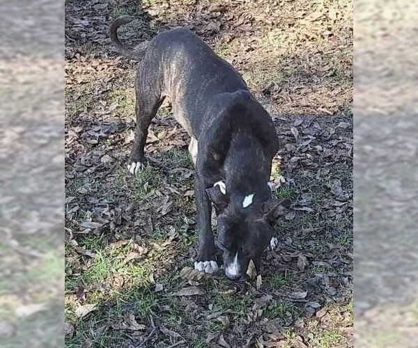 Medium Photo #11 American Pit Bull Terrier-Unknown Mix Puppy For Sale in Germantown, OH, USA