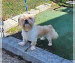 Small Photo #2 Lhasa Apso-Unknown Mix Puppy For Sale in Perth Amboy, NJ, USA
