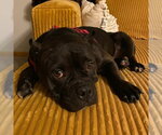 Small #13 Staffordshire Bull Terrier