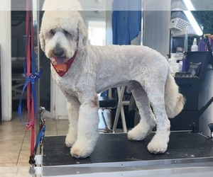 Father of the Goldendoodle puppies born on 02/08/2026