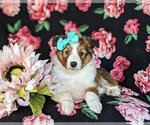 Small #5 Shetland Sheepdog