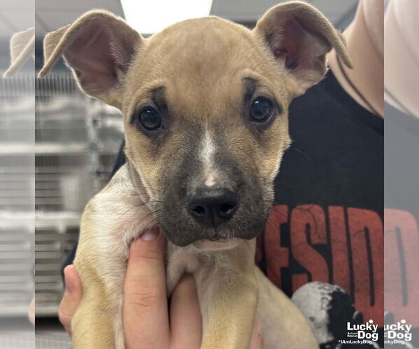 Medium Photo #2 Mutt Puppy For Sale in Washington, DC, USA