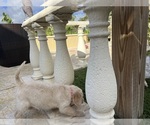 Small Photo #27 Labradoodle Puppy For Sale in FORT LAUDERDALE, FL, USA