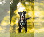 Small #10 Labrador Retriever Mix