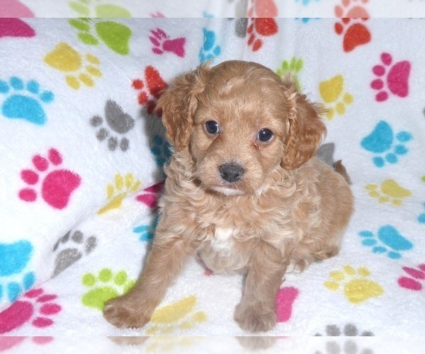 Medium Photo #12 Cavapoo-Poodle (Miniature) Mix Puppy For Sale in ORO VALLEY, AZ, USA