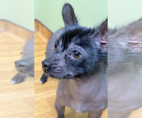 Medium Photo #3 Dachshund-Unknown Mix Puppy For Sale in Mount Airy, NC, USA