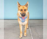 Small #1 German Shepherd Dog Mix
