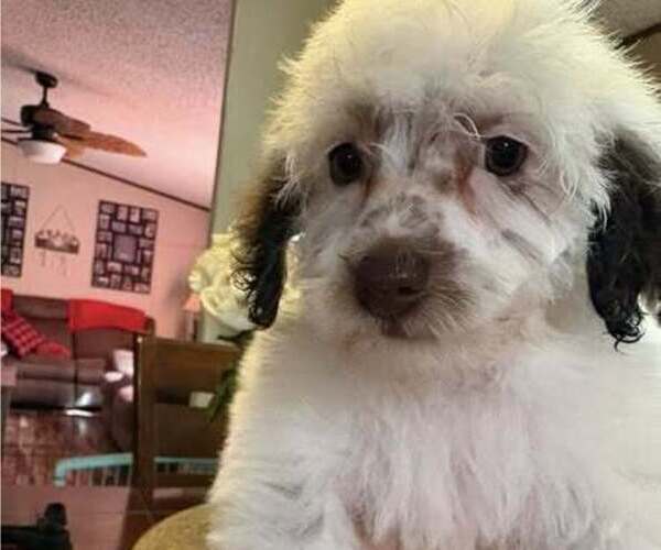 Medium Photo #1 Schnoodle (Miniature) Puppy For Sale in DUNNELLON, FL, USA