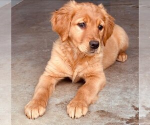 Golden Retriever Puppy for Sale in SENECA FALLS, New York USA