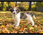 **LIVY** - Female Mutt Dog for Adoption - Small photo