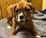 Puppy 1 Boxer