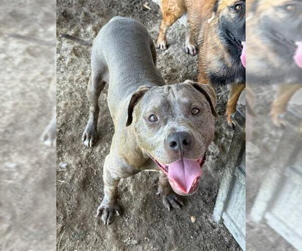 Medium Photo #1 American Pit Bull Terrier-Unknown Mix Puppy For Sale in Riverside, CA, USA