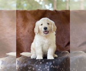Golden Retriever Dog for Adoption in WESLEY CHAPEL, Florida USA