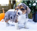 Puppy 6 Dorgi