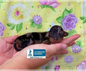 Dachshund Puppy for sale in WINNSBORO, LA, USA
