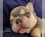 Puppy 1 French Bulldog