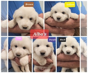 Medium Great Pyrenees