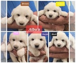 Puppy Albas litter Great Pyrenees