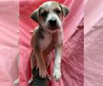 Small #1 American Pit Bull Terrier Mix
