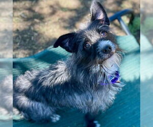 Chihuahua-Miniature Schnauzer Mix Dogs for adoption in Aurora, CO, USA