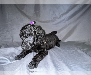 Poodle (Standard) Puppy for sale in KENNESAW, GA, USA