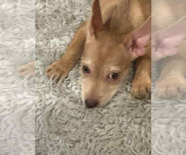 Medium Photo #9 Mutt Puppy For Sale in Sandy, UT, USA